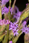 Smallhead blazing star